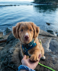 Puppy Training