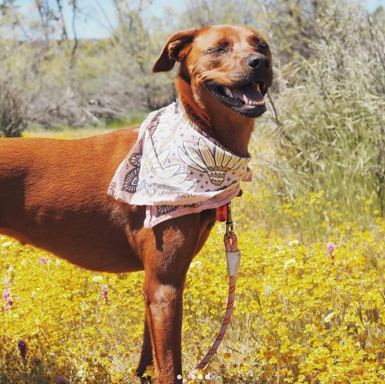 6 Session Advanced Obedience